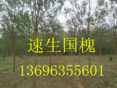 速生國槐13696355601