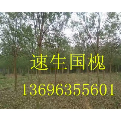 速生國槐13696355601