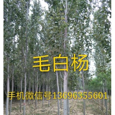 毛白楊13696355601