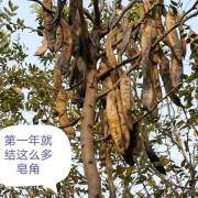 山東省濰坊市萬(wàn)畝皂角基地