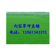 句容永志草坪苗木種植基地