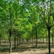 濱州市惠民楓景源綠化工程有限公司