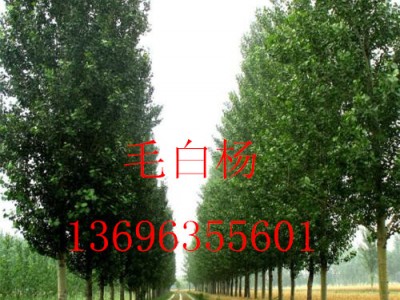 窄冠毛白楊13696355601毛白楊價(jià)格-毛白楊基地