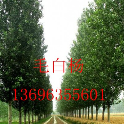 窄冠毛白楊13696355601毛白楊價(jià)格-毛白楊基地