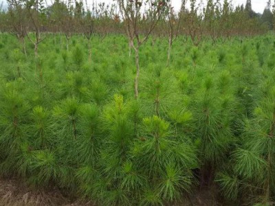 漢川市濕地松供應_麻城濕地松好苗-隨州希望苗圃