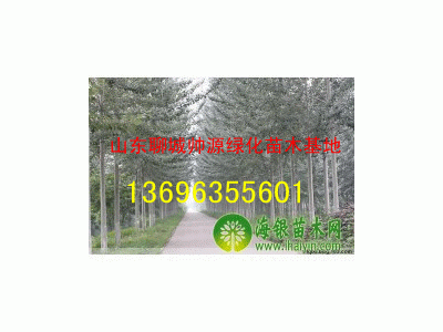 窄冠毛白楊13696355601毛白楊價(jià)格-毛白楊基地