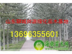 窄冠毛白楊13696355601毛白楊價(jià)格-毛白楊基地