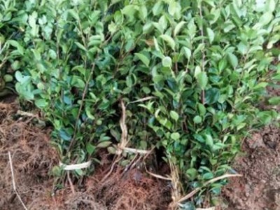 嵊泗高產(chǎn)油茶樹(shù)苗批發(fā)價(jià)格浙江舟山嫁接油茶苗,岱山