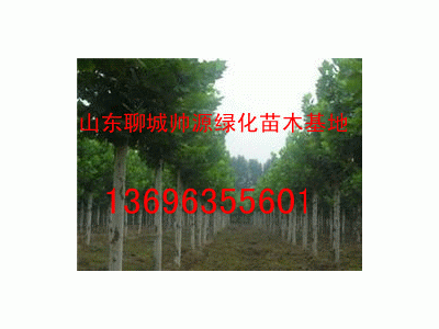 速生法桐1369635501