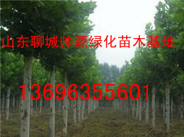 速生法桐1369635501