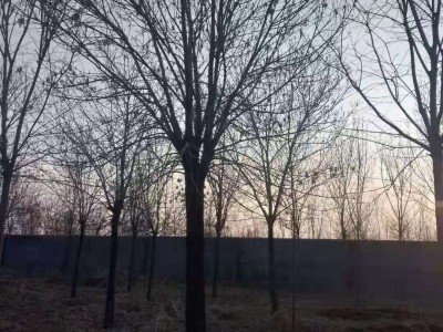 苗木